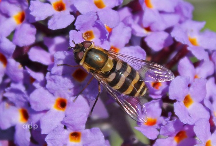 Syrphus torvus, female, hoverfly, Shetland, Alan Prowse